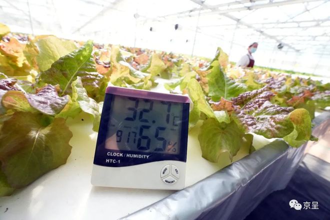 青岛富硒蔬菜(富硒蔬菜产业园)-硒宝网