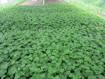 辽宁富硒蔬菜(沈阳富硒农产品)-硒宝网