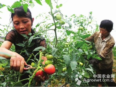 辽宁富硒蔬菜(沈阳富硒农产品)-硒宝网