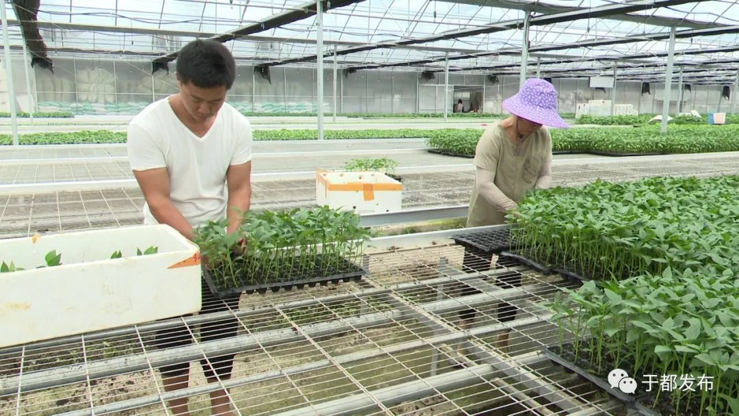 富硒蔬菜大棚(万亩富硒蔬菜基地)-硒宝网