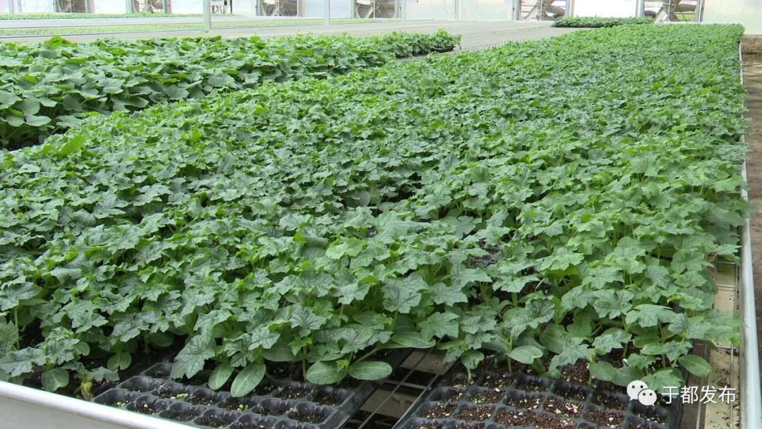 富硒蔬菜大棚(万亩富硒蔬菜基地)-硒宝网