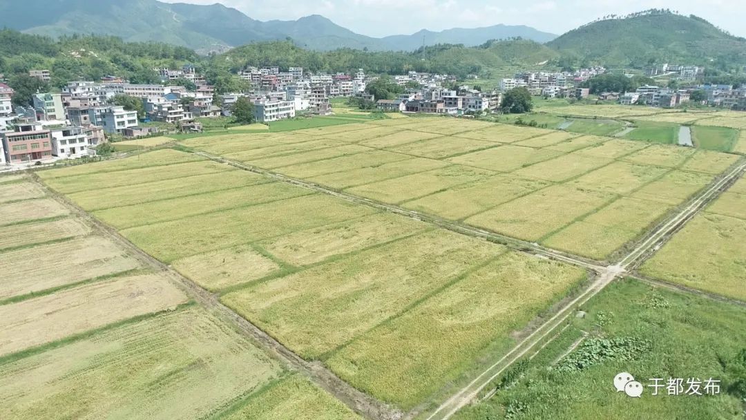 富硒蔬菜大棚(万亩富硒蔬菜基地)-硒宝网