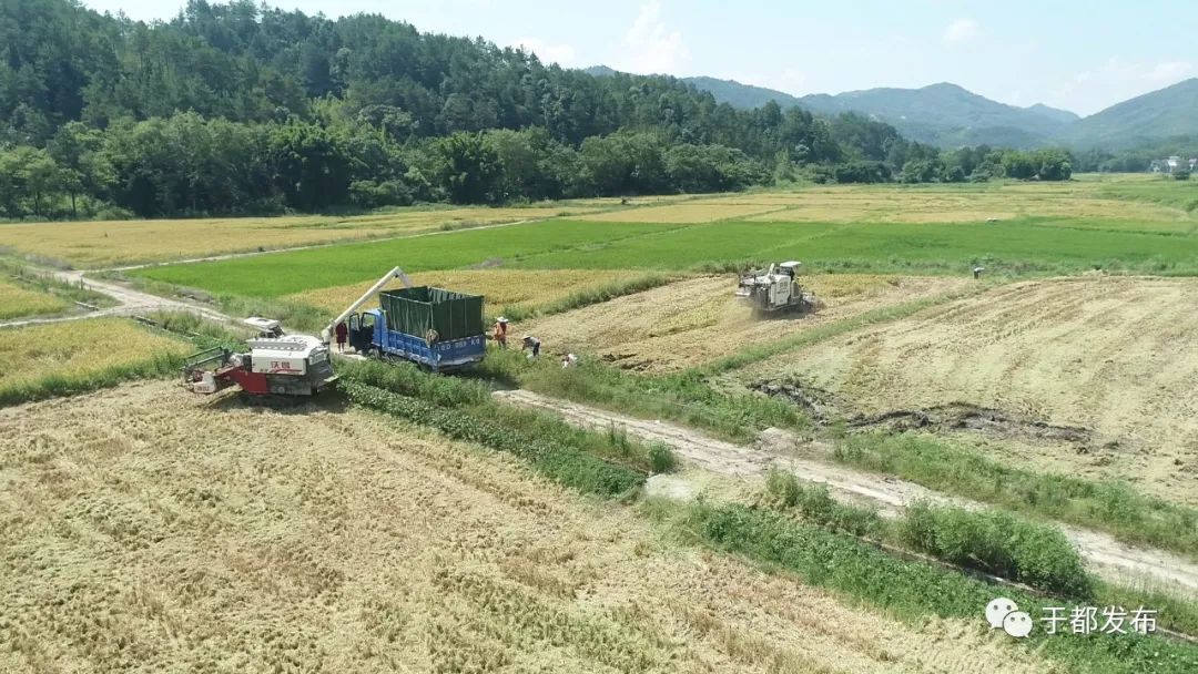 富硒蔬菜大棚(万亩富硒蔬菜基地)-硒宝网