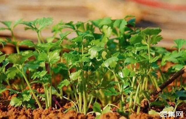 富硒土种蔬菜(蔬菜土种富硒好吗)-硒宝网