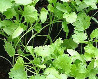 富硒土种蔬菜(蔬菜土种富硒好吗)-硒宝网