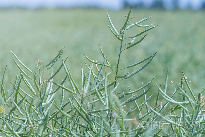 富硒土种蔬菜(富硒土壤适合种植什么)-硒宝网