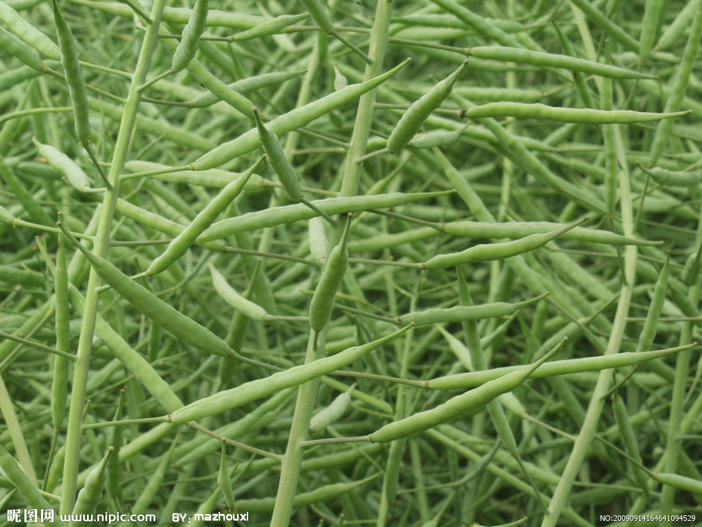 富硒土种蔬菜(富硒土壤适合种植什么)-硒宝网