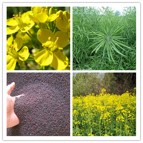 富硒土种蔬菜(富硒土壤适合种植什么)-硒宝网