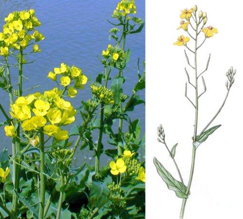 富硒土种蔬菜(富硒土壤适合种植什么)-硒宝网