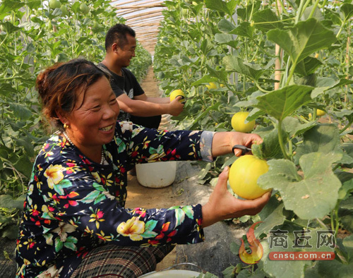 富硒蔬菜养殖（富硒蔬菜价格比普通蔬菜）-硒宝网