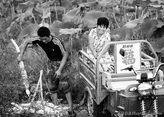 徐州富硒蔬菜（徐州富硒土地）-硒宝网