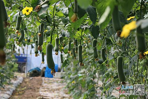 富硒赣南蔬菜(蔬菜赣南富硒产地)-硒宝网