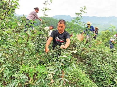 徐州富硒蔬菜(江苏徐州富硒面粉)-硒宝网