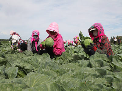 徐州富硒蔬菜(江苏徐州富硒面粉)-硒宝网