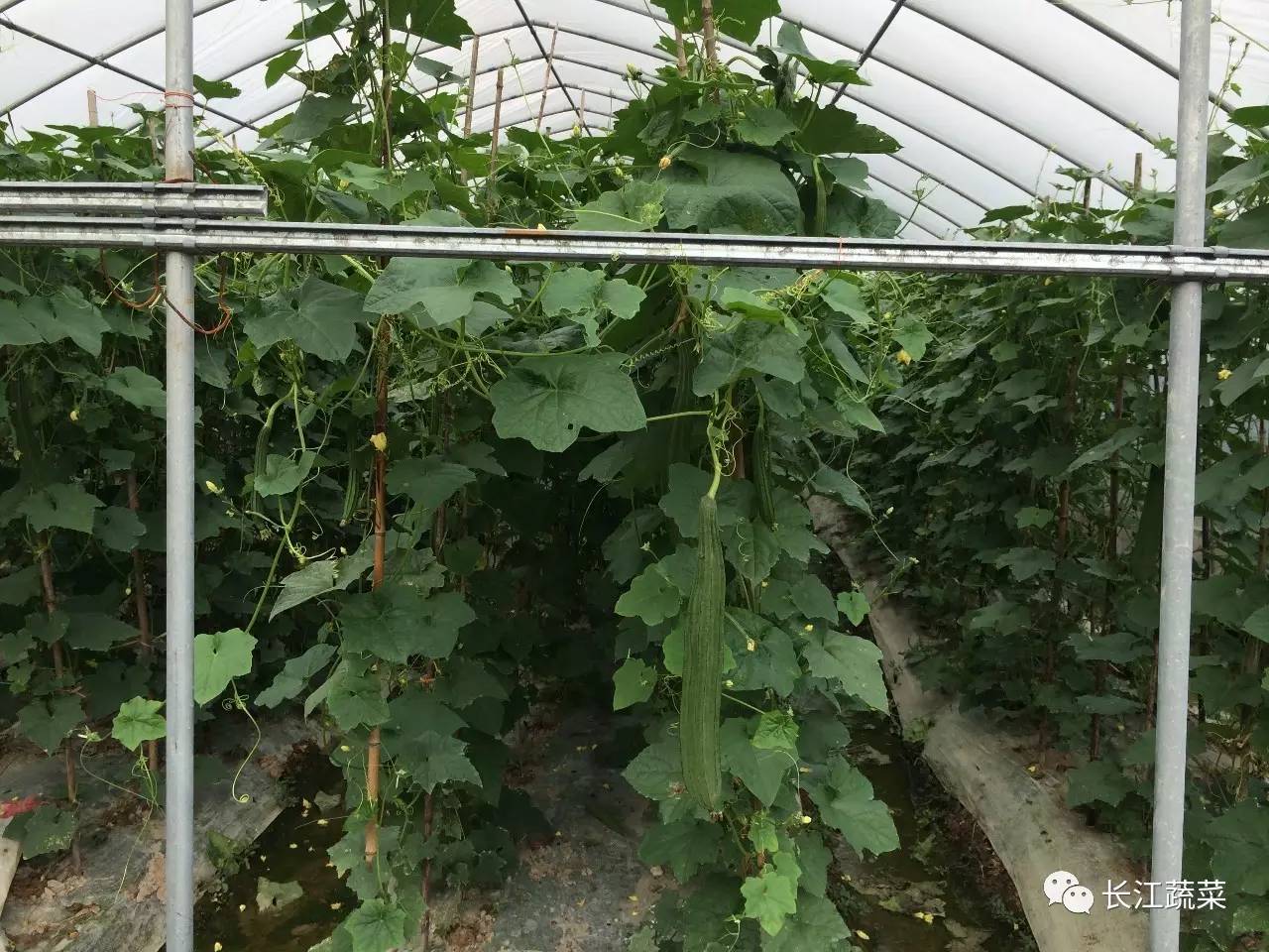 绘画富硒蔬菜（蔬菜绘画作品创意介绍）-硒宝网