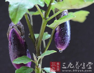 茄子补铁吗(茄子补铁么怎么吃最营养)-硒宝网