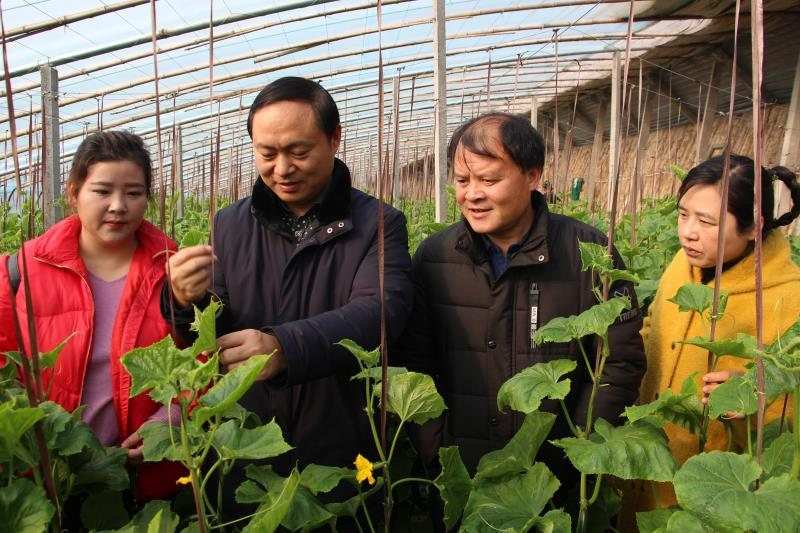 台州富硒蔬菜(万亩富硒蔬菜基地)-硒宝网