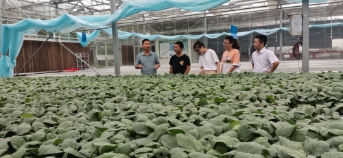 台州富硒蔬菜(万亩富硒蔬菜基地)-硒宝网