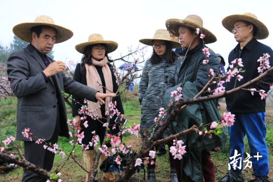 澄迈富硒蔬菜（澄迈富硒地瓜的特点）-硒宝网