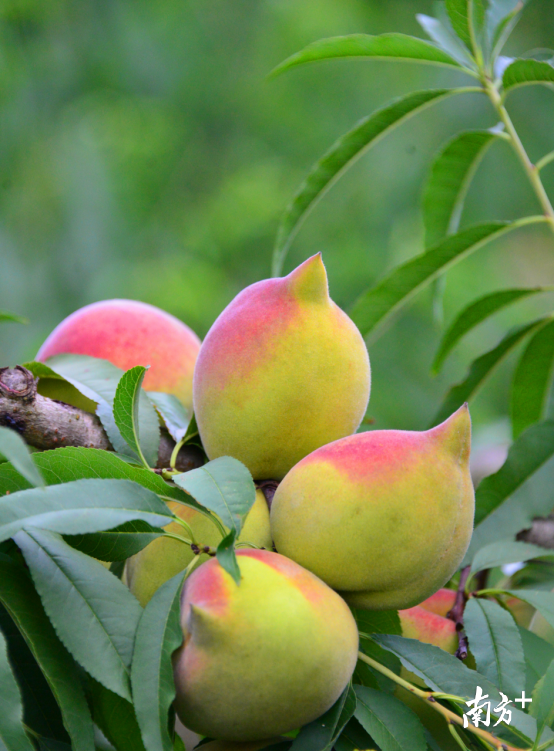 澄迈富硒蔬菜（澄迈富硒地瓜的特点）-硒宝网