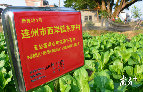 澄迈富硒蔬菜（澄迈富硒地瓜的特点）-硒宝网