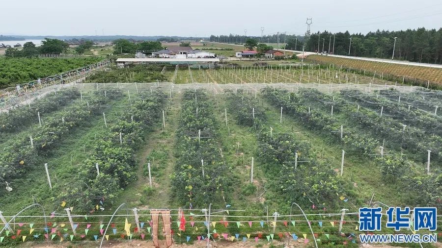 富硒蔬菜项目(蔬菜富硒项目有哪些)-硒宝网