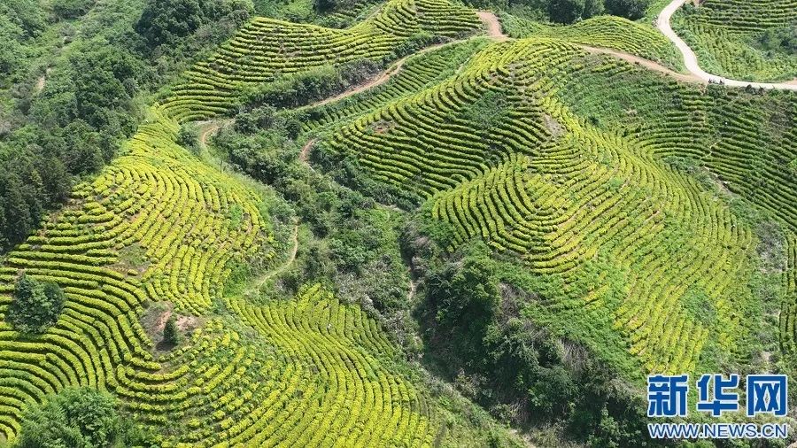 富硒蔬菜项目(蔬菜富硒项目有哪些)-硒宝网