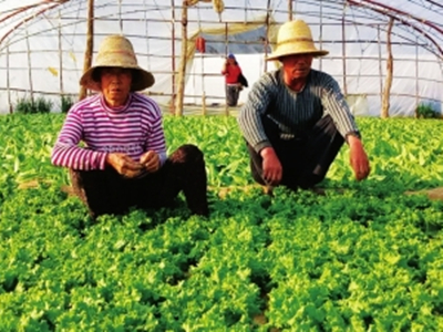 徐州富硒蔬菜(富硒蔬菜产业园)-硒宝网