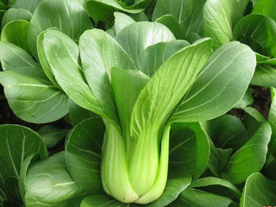 徐州富硒蔬菜(富硒蔬菜产业园)-硒宝网