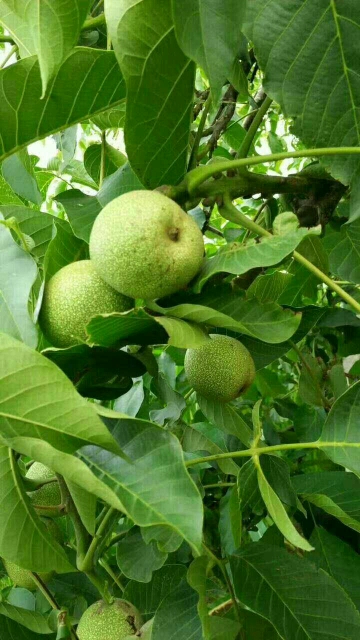 天津富硒蔬菜(富硒蔬菜产业园)-硒宝网