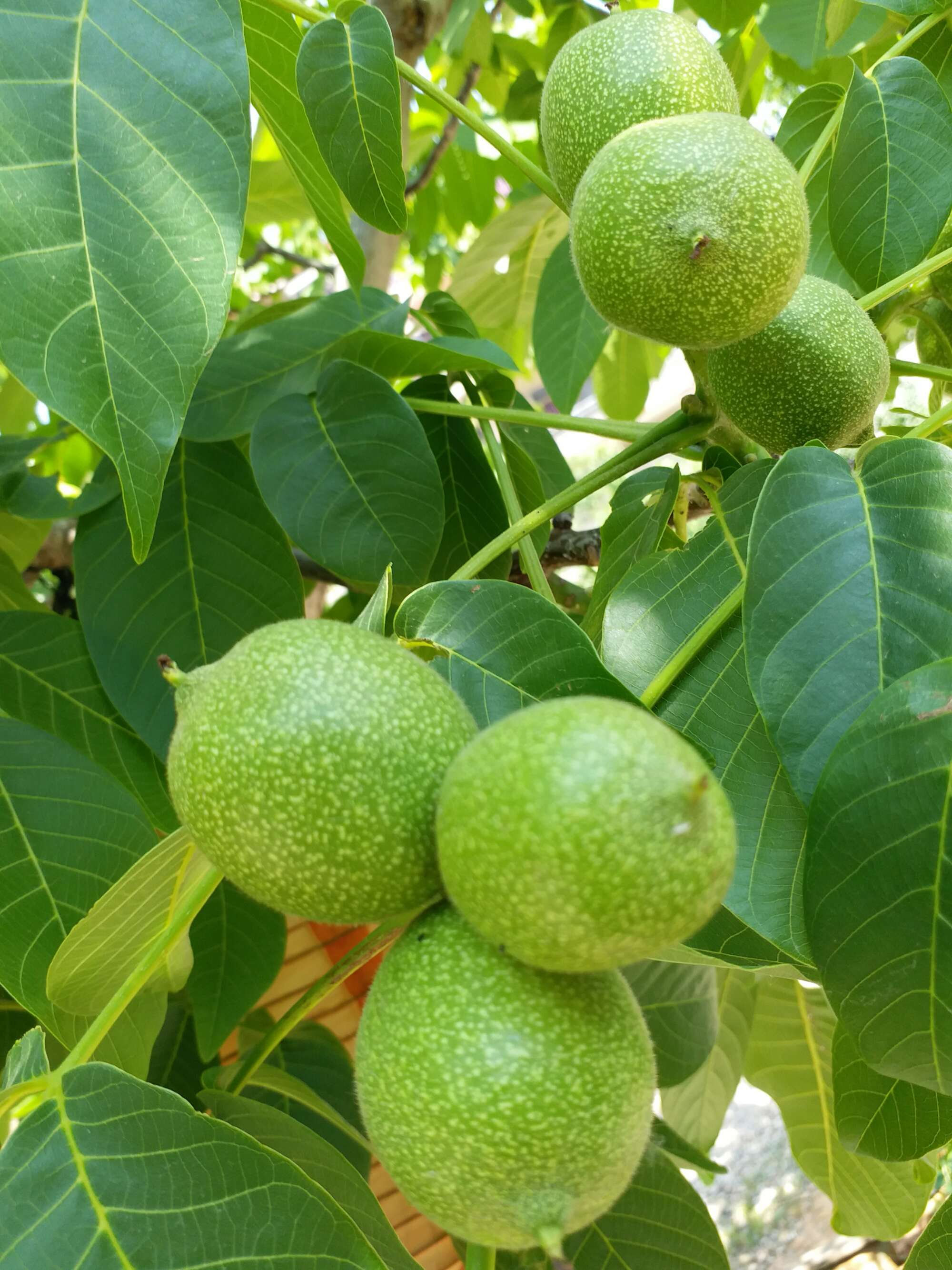 天津富硒蔬菜(富硒蔬菜产业园)-硒宝网