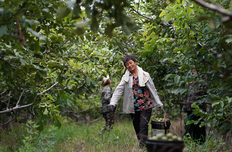 天津富硒蔬菜(富硒蔬菜产业园)-硒宝网