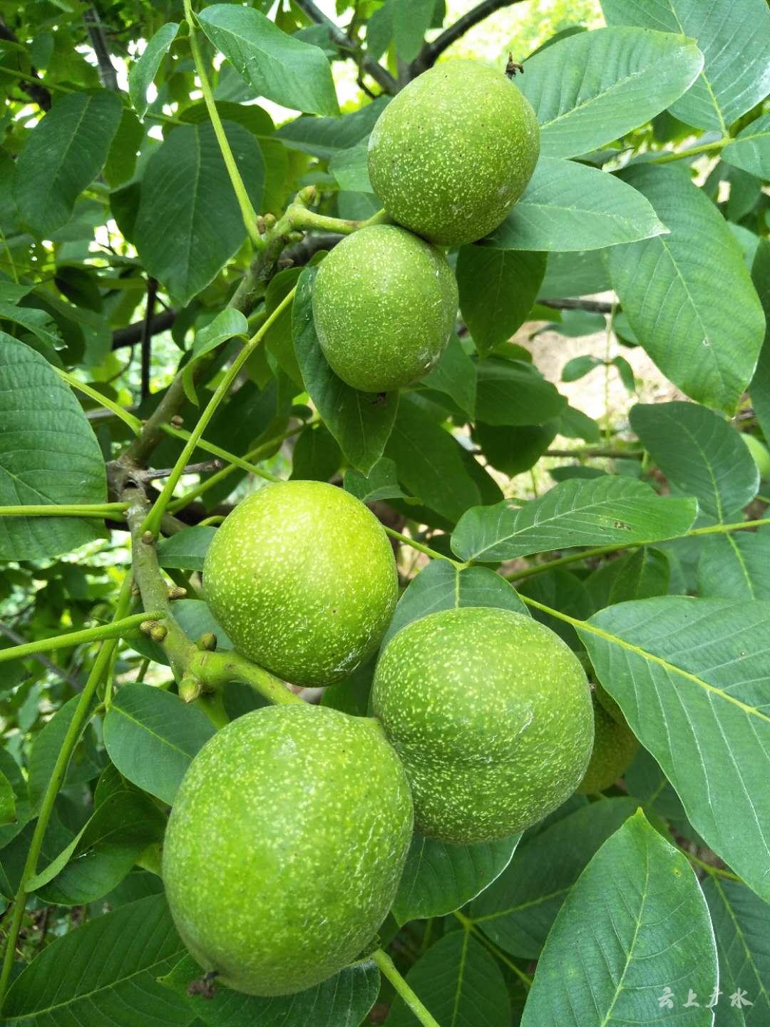 天津富硒蔬菜(富硒蔬菜产业园)-硒宝网