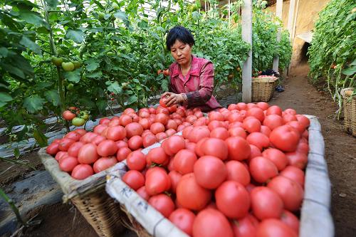本溪富硒蔬菜(富硒菜价格)-硒宝网