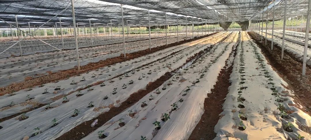 澄迈富硒蔬菜（澄迈富硒土壤分布）-硒宝网