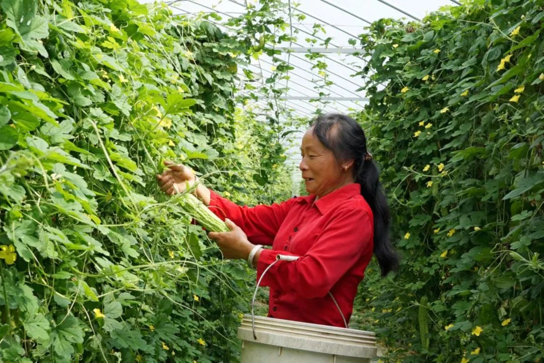 澄迈富硒蔬菜（澄迈富硒土壤分布）-硒宝网