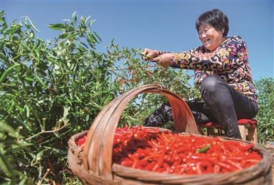 崇义富硒蔬菜（富硒蔬菜水果）-硒宝网