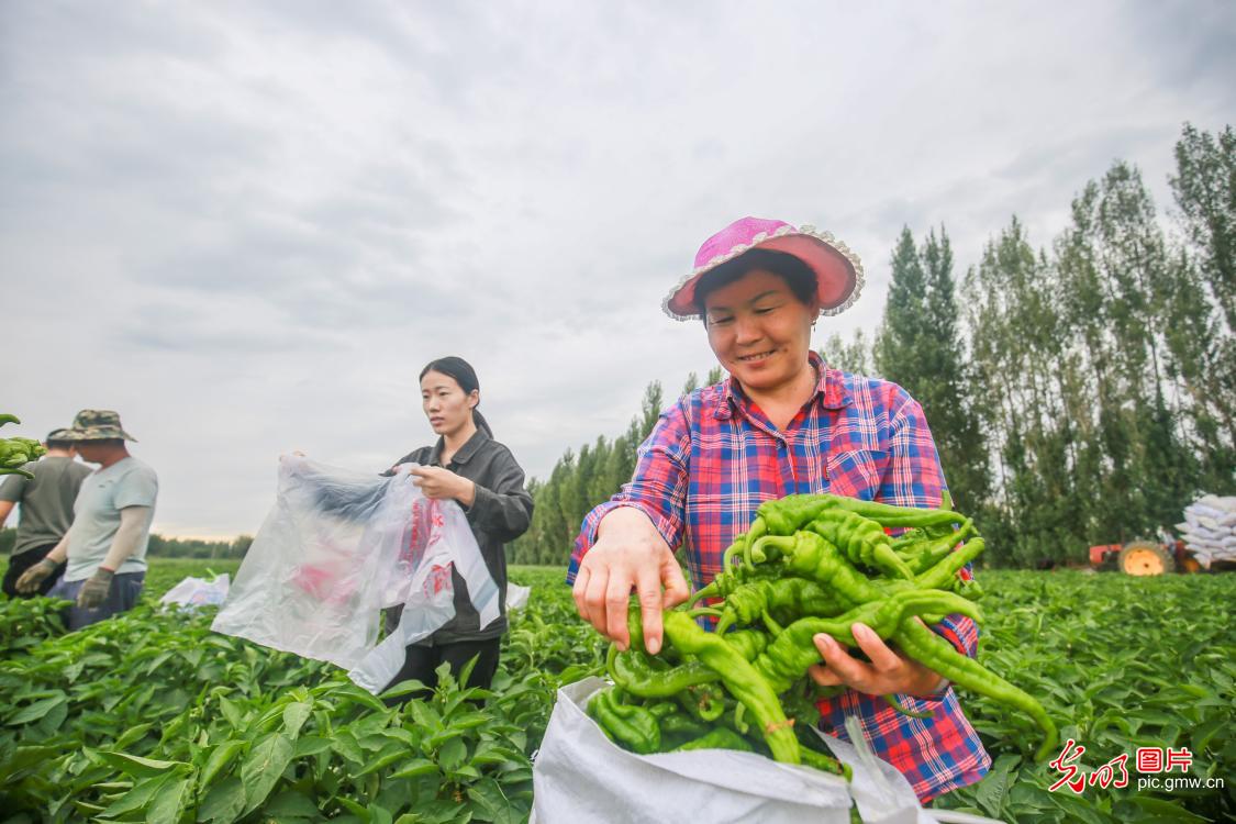 崇义富硒蔬菜（富硒蔬菜水果）-硒宝网