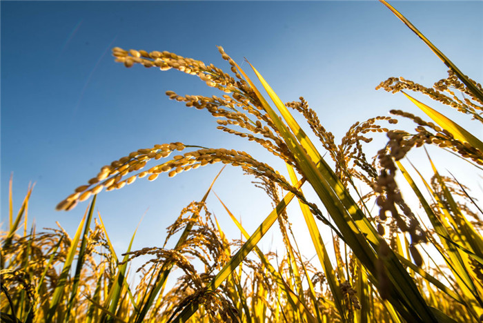 阳泉富硒蔬菜（富硒蔬菜价格比普通蔬菜）-硒宝网
