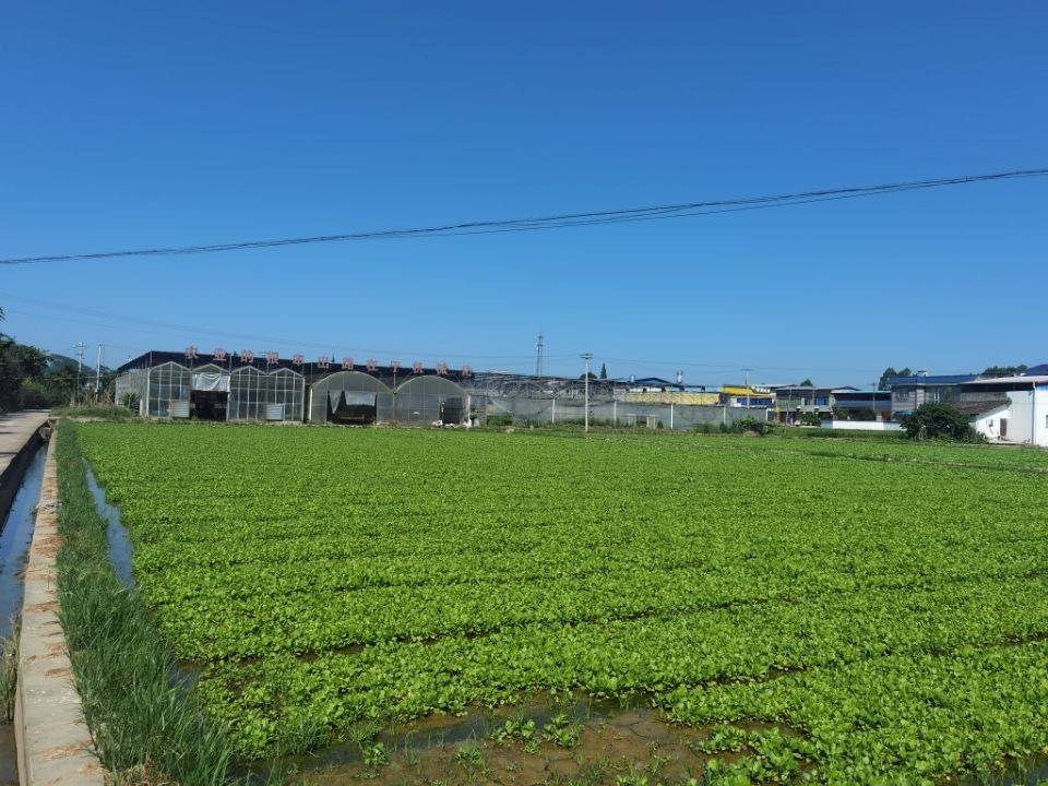 阳泉富硒蔬菜（富硒蔬菜价格比普通蔬菜）-硒宝网