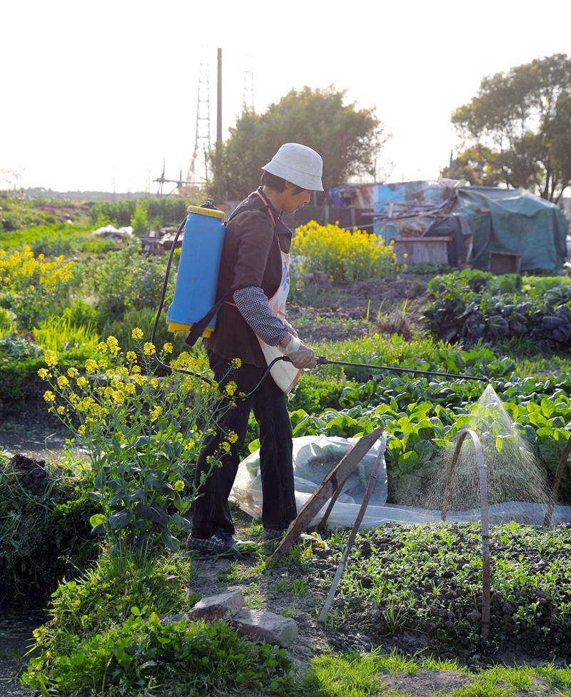 富硒蔬菜前景（富硒蔬菜有哪些品种）-硒宝网