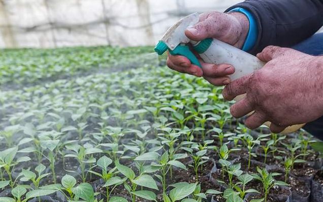 富硒蔬菜前景（富硒蔬菜有哪些品种）-硒宝网