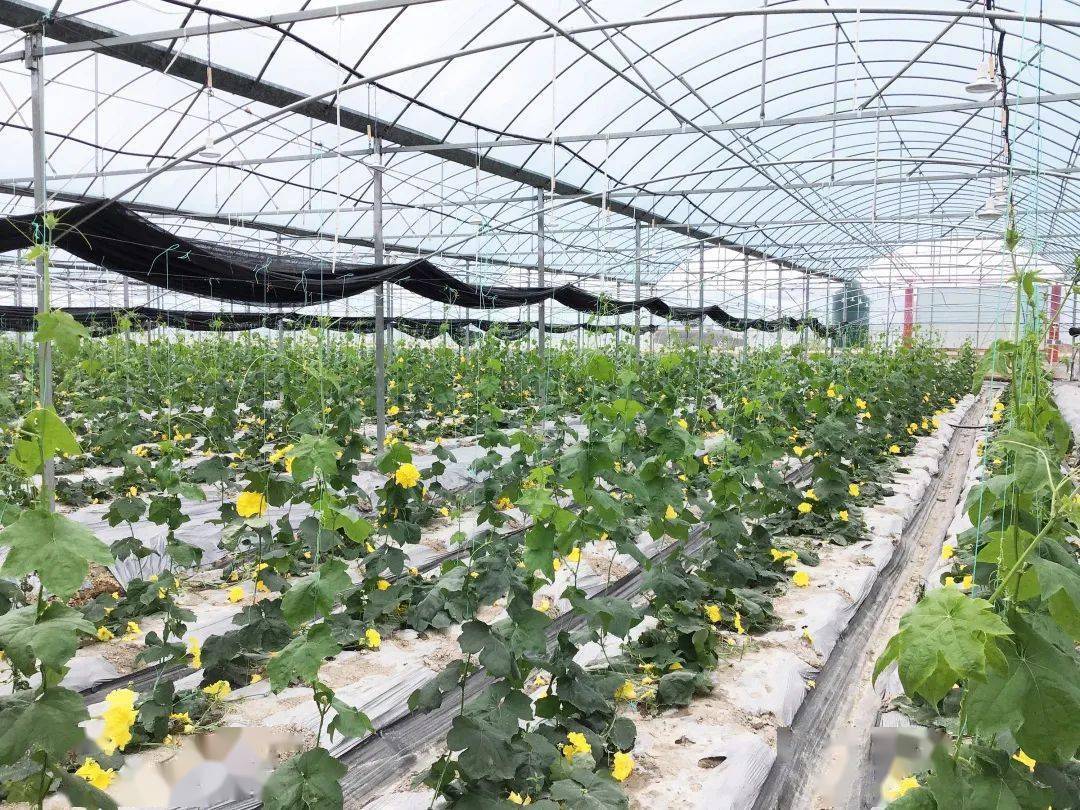 沈阳富硒蔬菜（沈阳富硒生物有限公司）-硒宝网