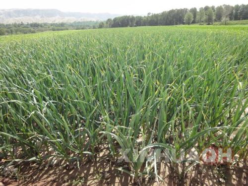 富硒蔬菜试验(富硒蔬菜的国家标准值)-硒宝网