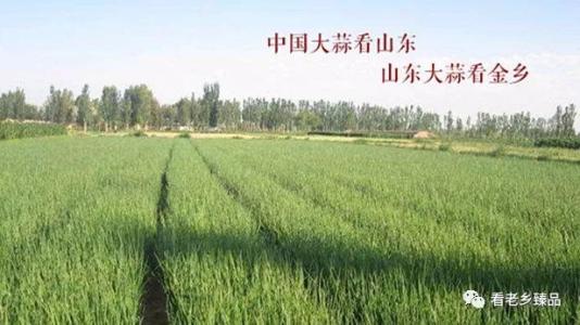 富硒蔬菜试验(富硒蔬菜的国家标准值)-硒宝网