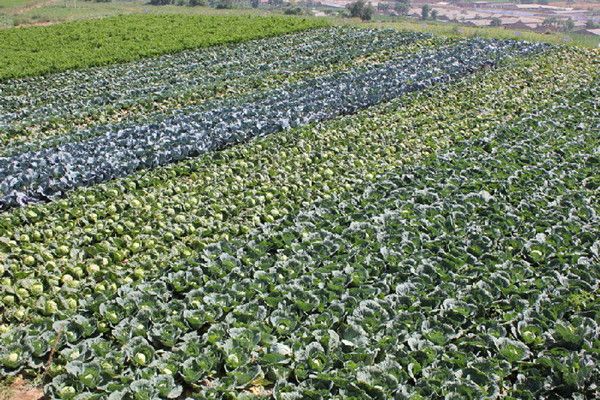 安丘富硒蔬菜（蔬菜富硒标准是多少）-硒宝网