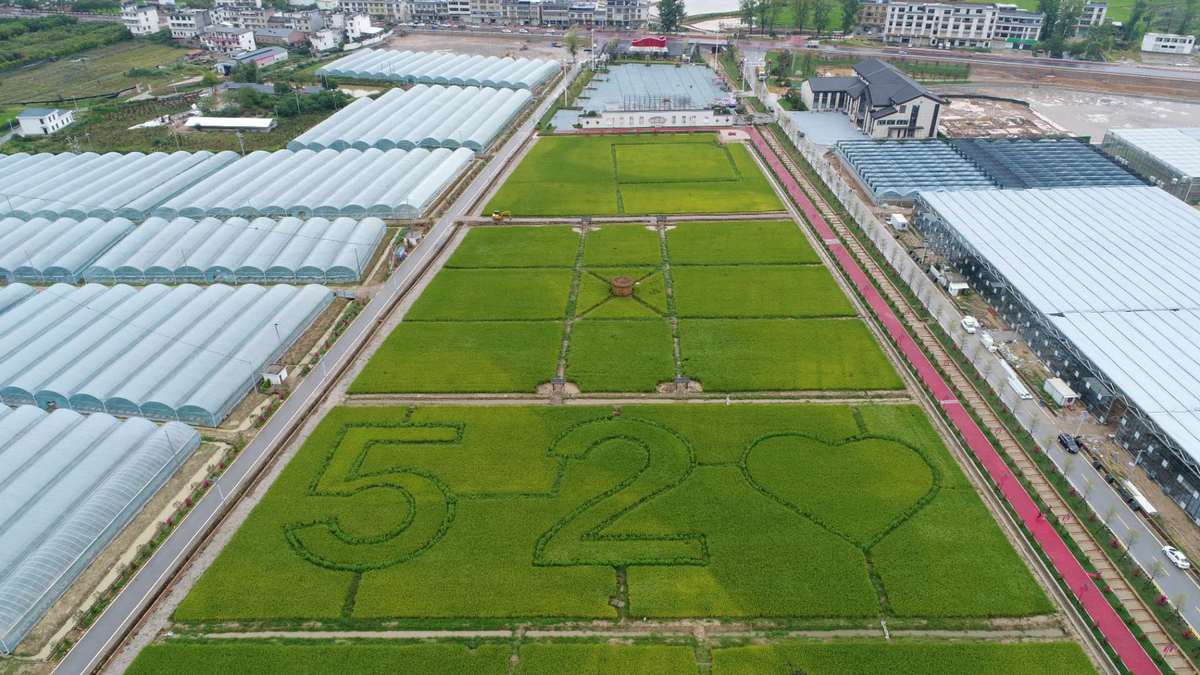 富硒蔬菜画画(蔬菜一幅画)-硒宝网