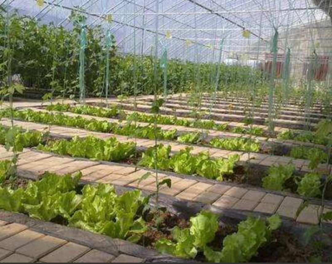 山西富硒蔬菜（蔬菜山西富硒含量）-硒宝网