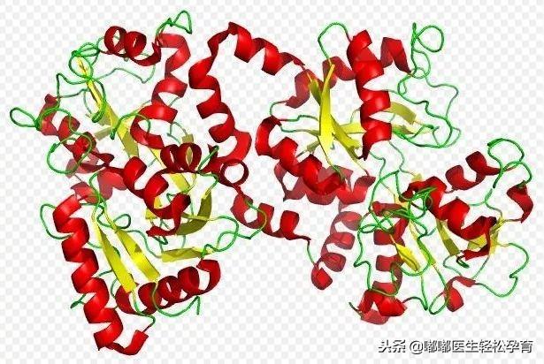 乳铁蛋白补铁吗(乳铁蛋白补白蛋白吗)-硒宝网
