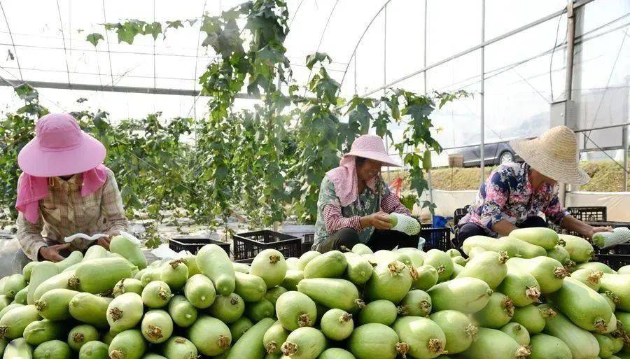 德州富硒蔬菜(富硒蔬菜产业园)-硒宝网